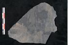 Foto (Detailansicht) von Syringodendron cyclostigma Brongniart (NHMW-GEO-2024-0188-11104)